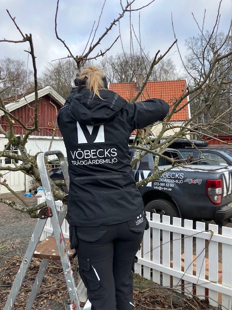 beskärning beskärning